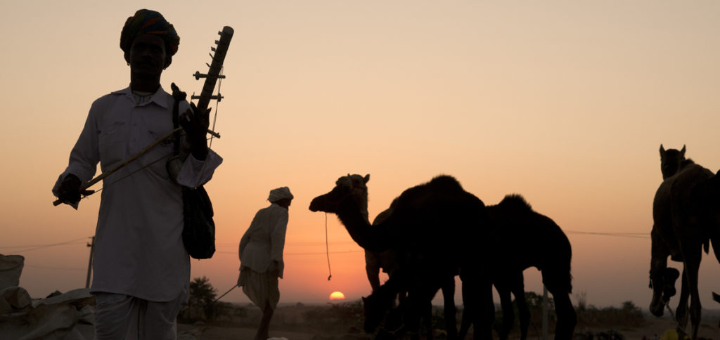 pushkar-camel-evening