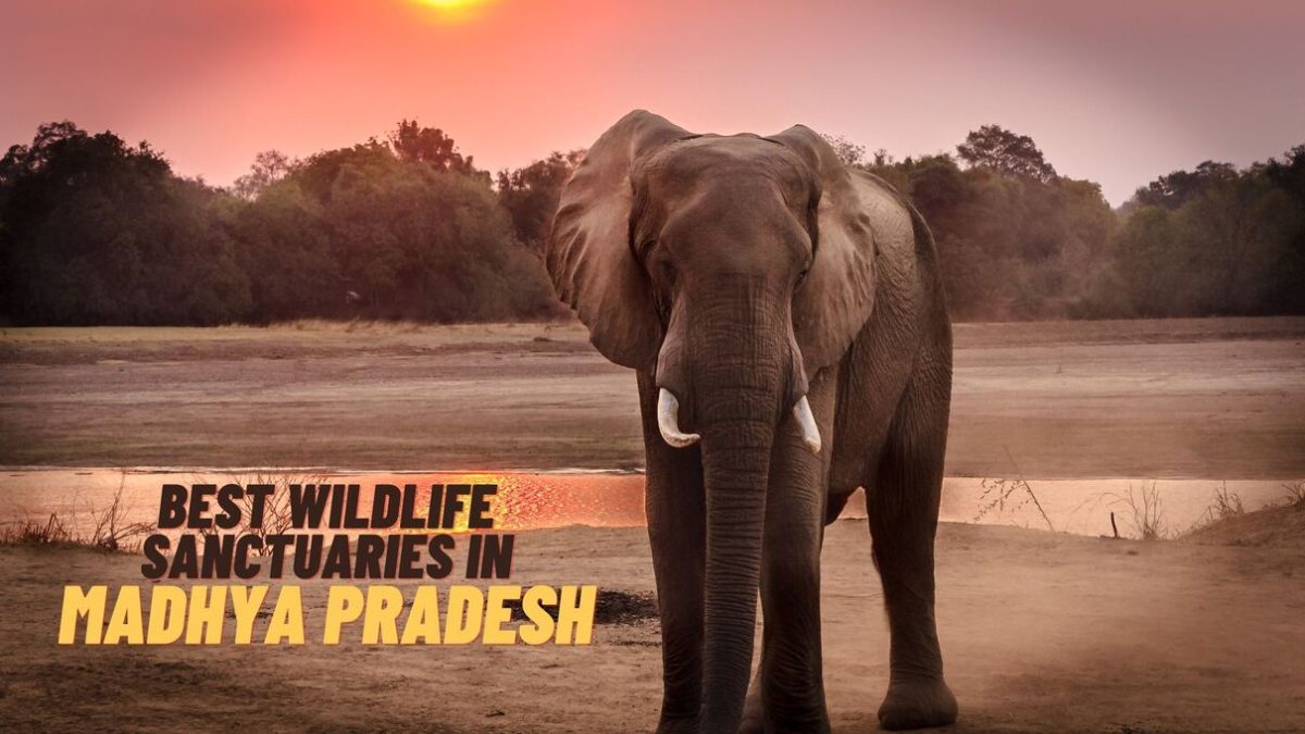 21 Best Wildlife Sanctuaries in Madhya Pradesh for Nature Lovers