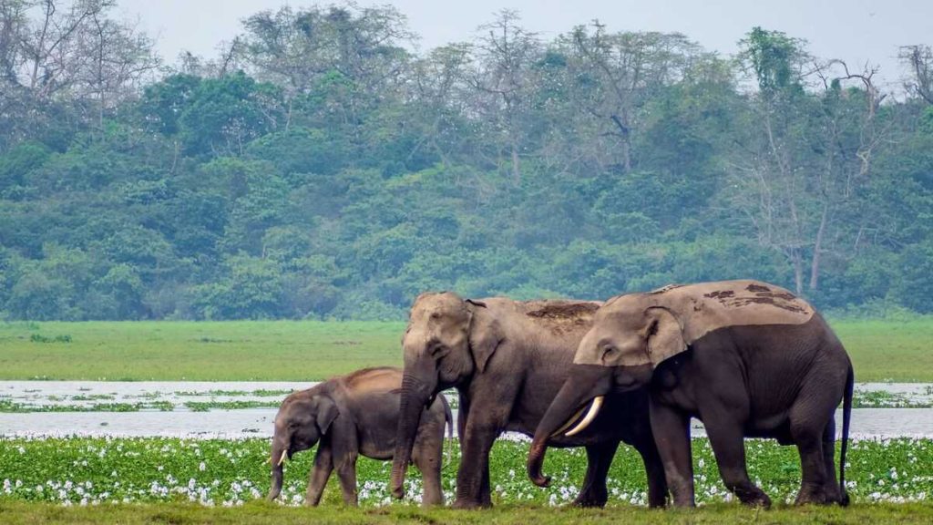 Wildlife Sanctuaries & National Parks of India